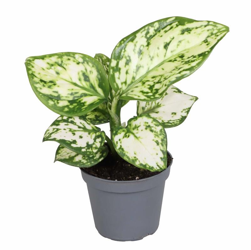 AGLAONEMA COMMUTATUM 'VARIEGATA PERALS', D 6