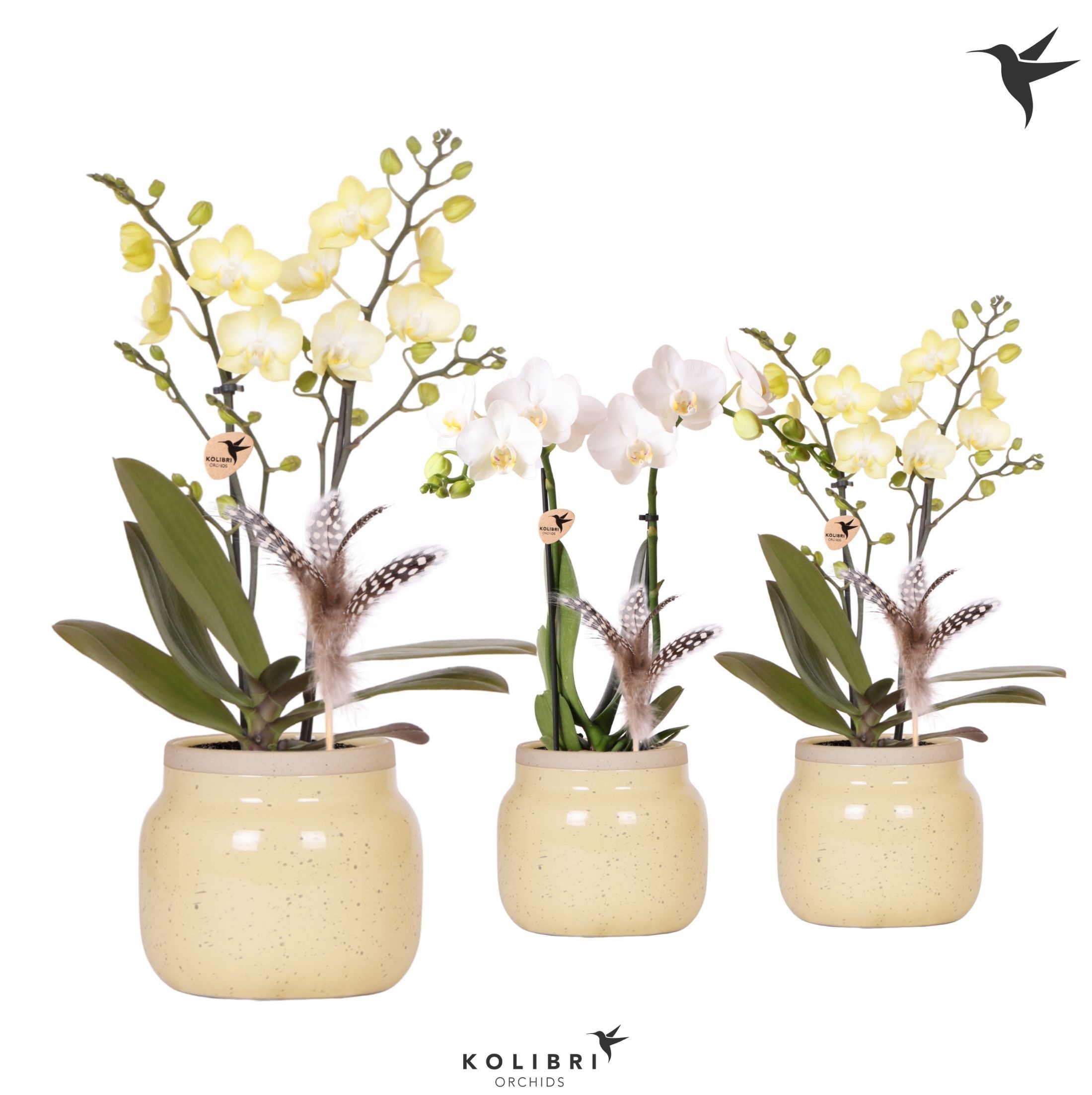 Kolibri Orchids Phalaenopsis mix 2 spike in Vintage Bowl khaki, D 9
