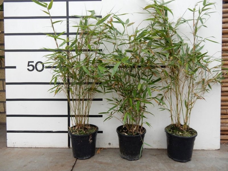 Fargesia robusta 'Pingwu', D 18