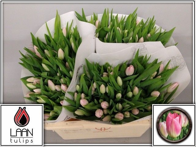 Тюльпан од. Династия (светло-роз.), шт.