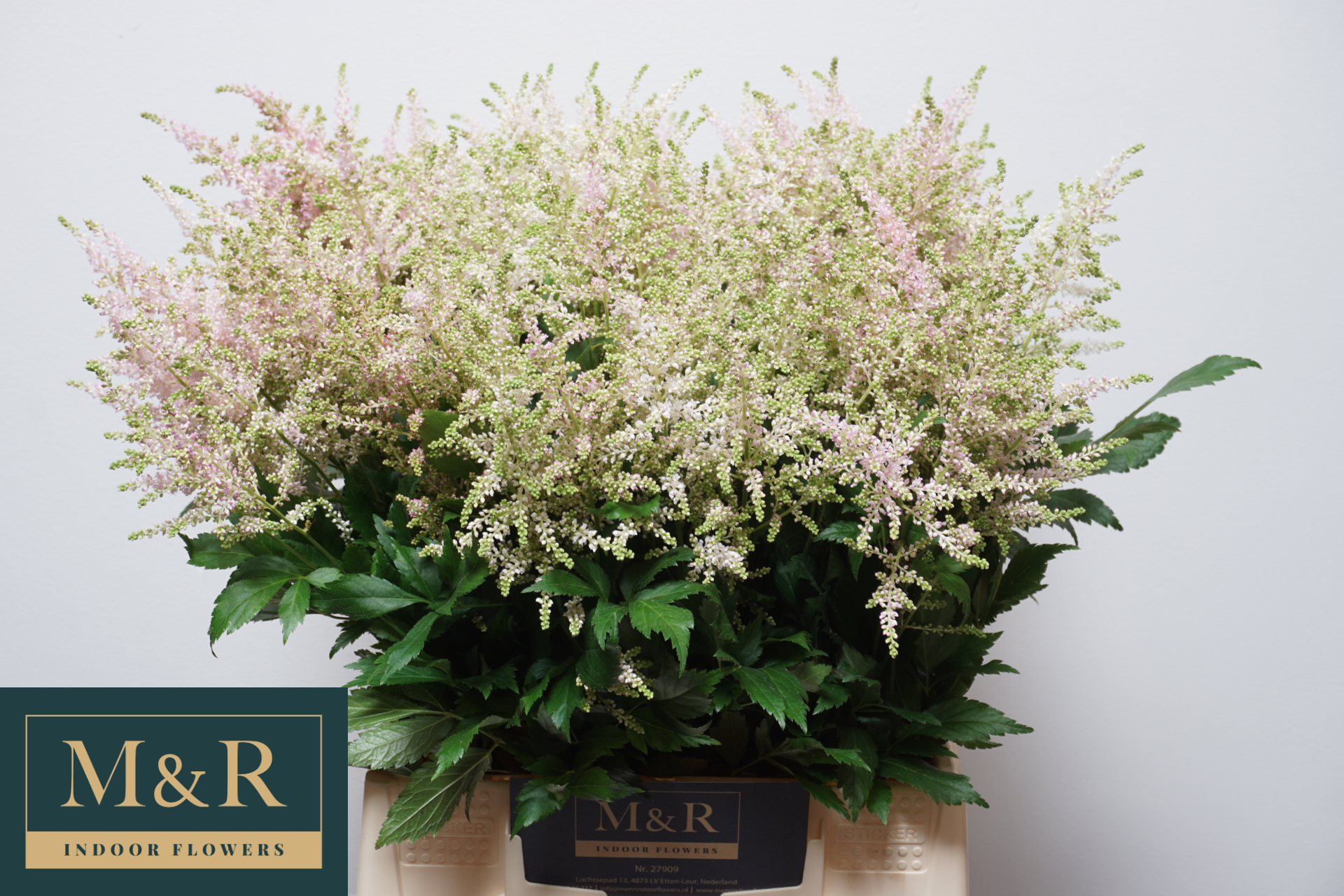 Астильба Европа 50 (светло-роз.), шт.