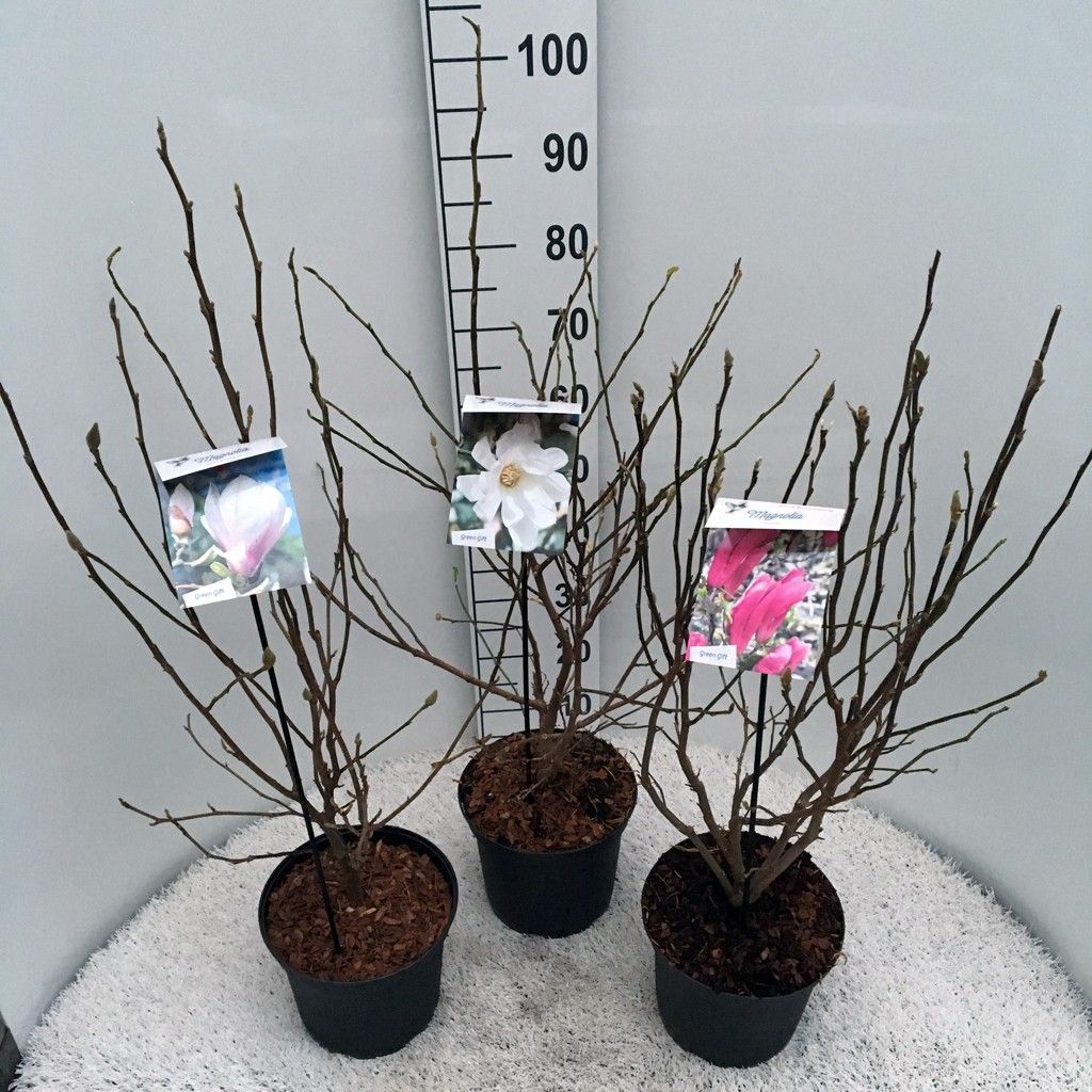 Magnolia in soorten 23cm, D 23