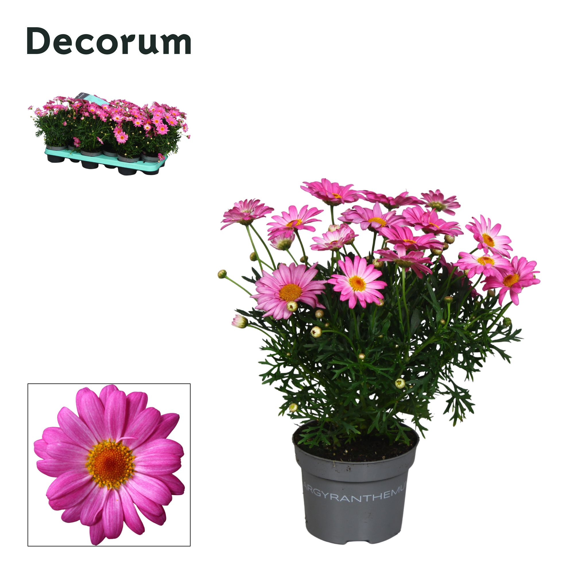 Argyranthemum - 10,5 cm - pink - Decorum, D 10,5