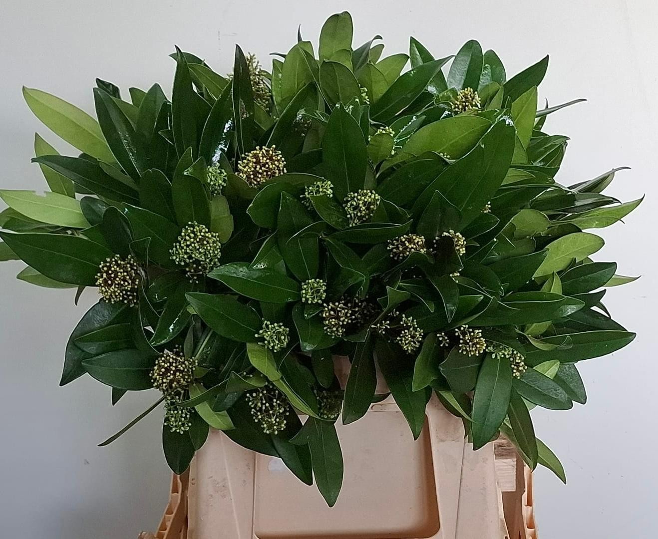 Скимия Сильвретта за пучок 40, пуч.