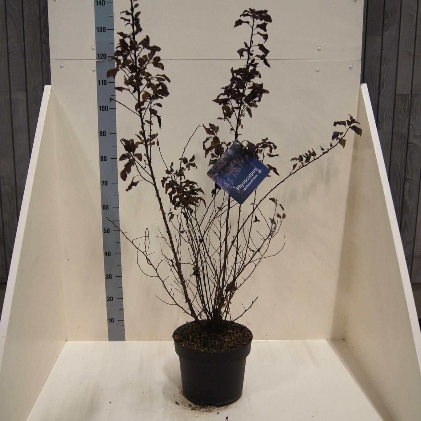 Physocarpus opulif. 'All Black' (R), D 28