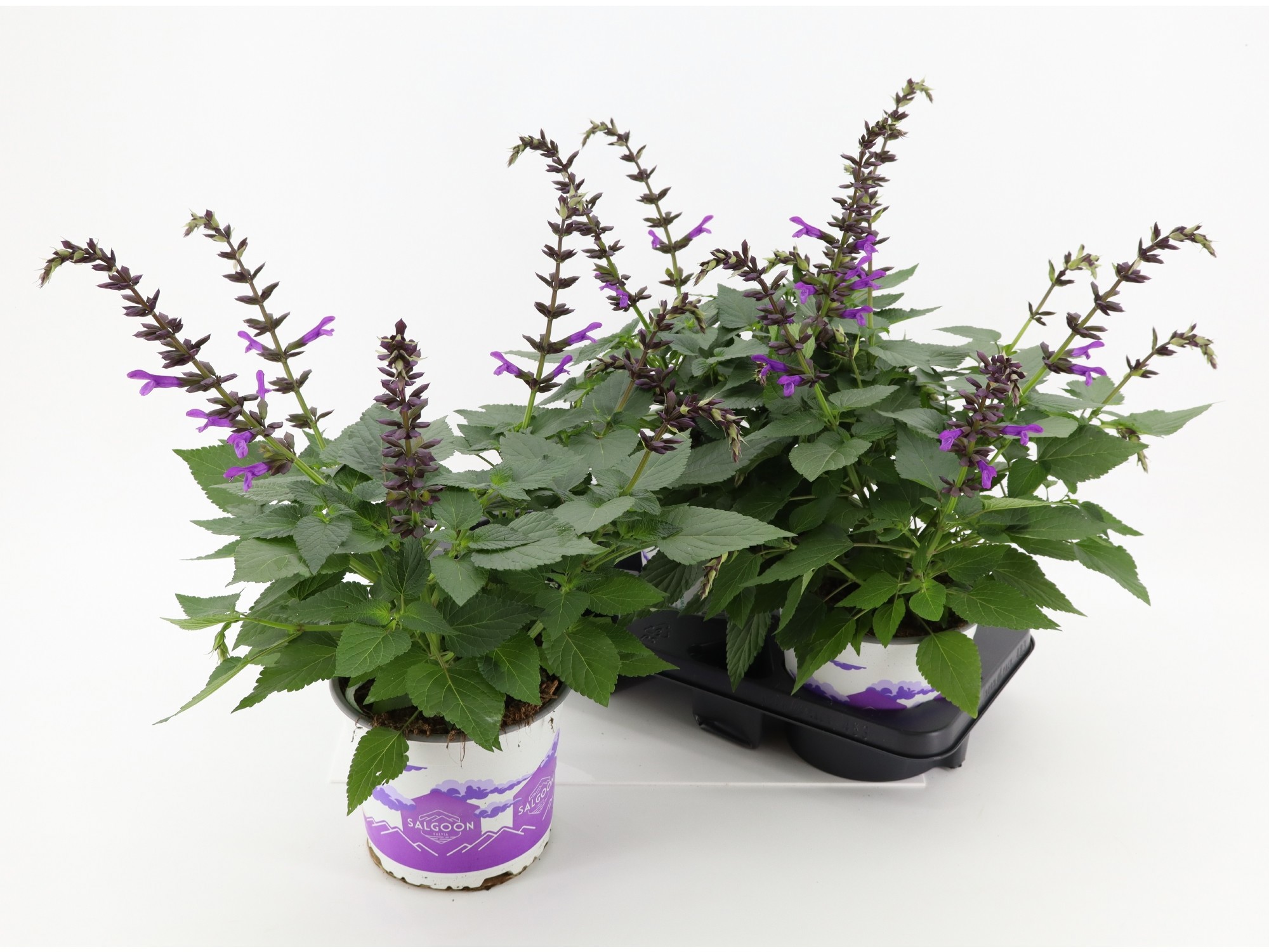 Salvia Salgoon Lake George, D 19 cm