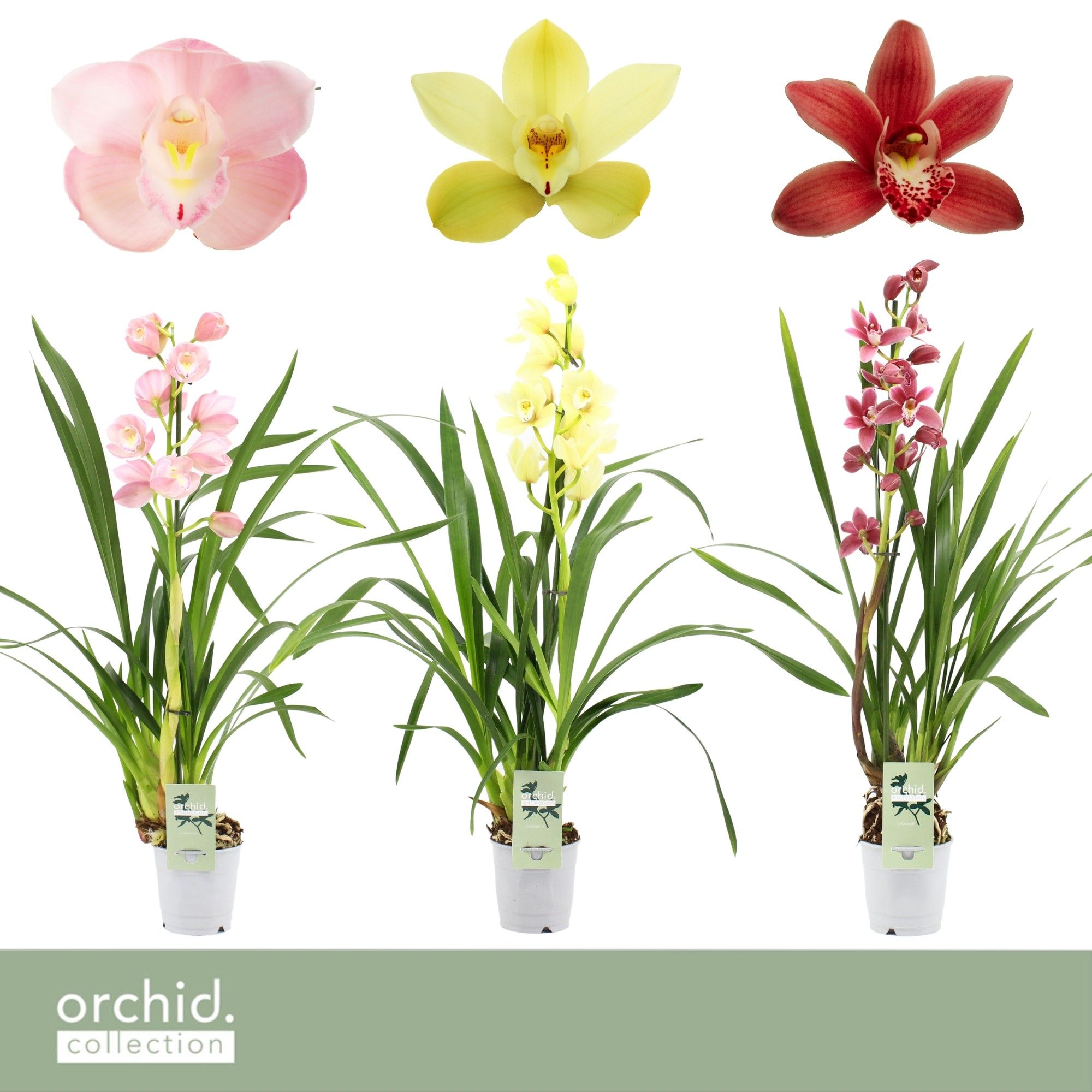 Cymbidium, Mix 1-spike 'Orchid Collection', D 12