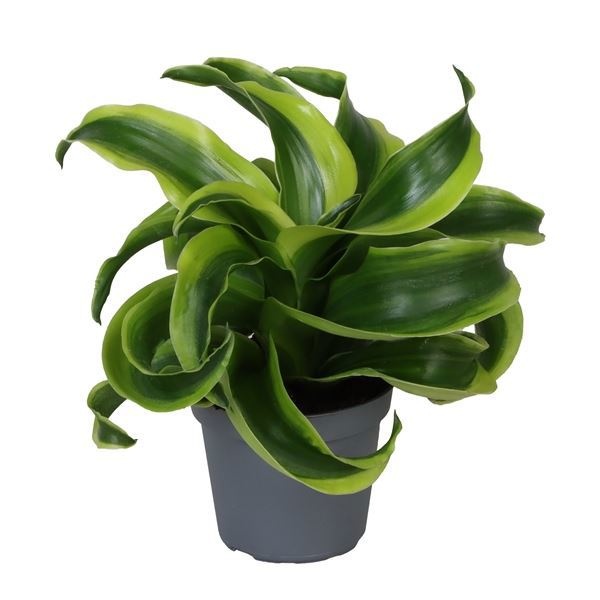 Dracaena Dragontree� Tornado 6 cm, D 6 cm Dracaena Dragontree� Tornado 6 cm, D 6 cm