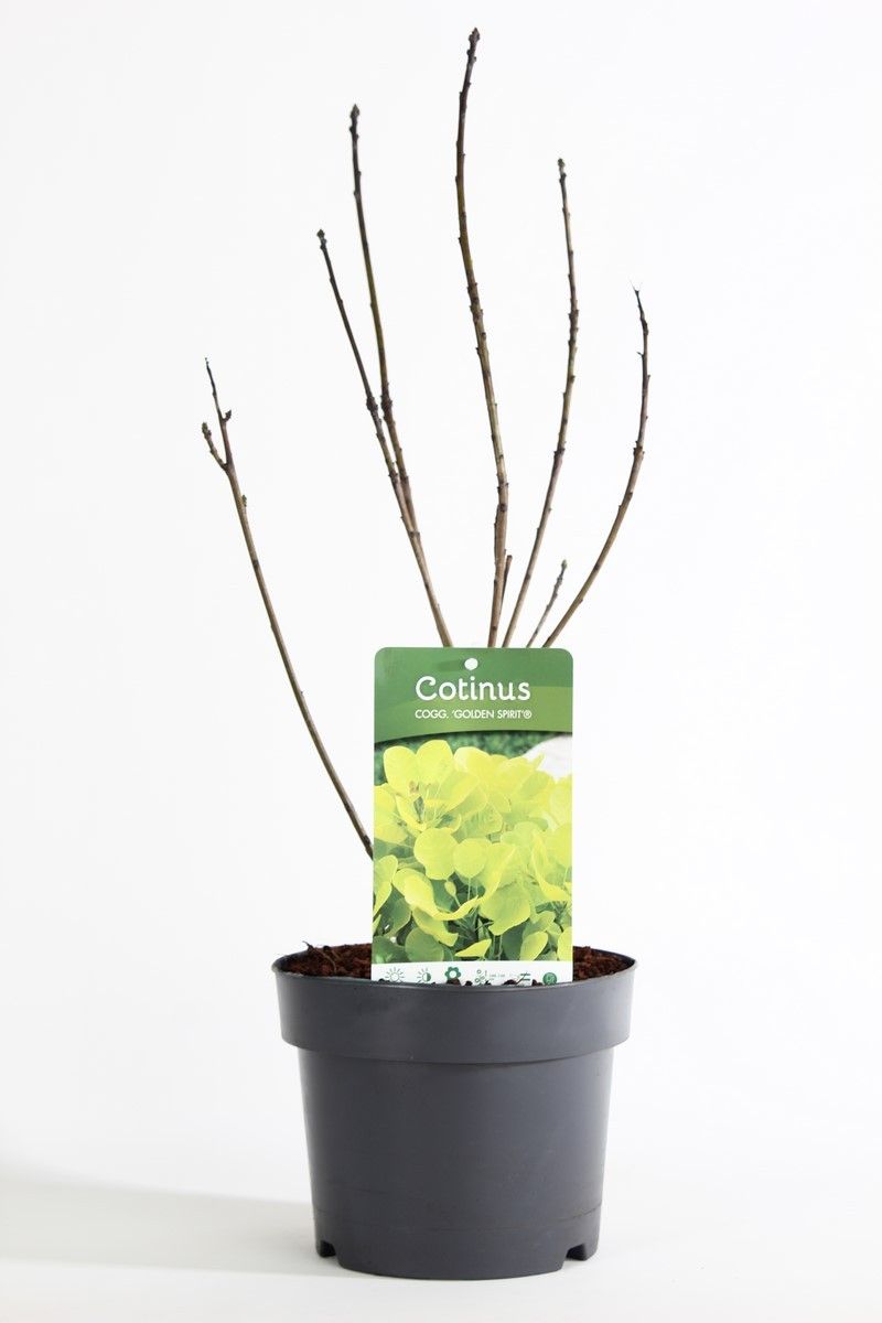 Cotinus cogg. 'Golden Spirit'® P19/C3, D 19