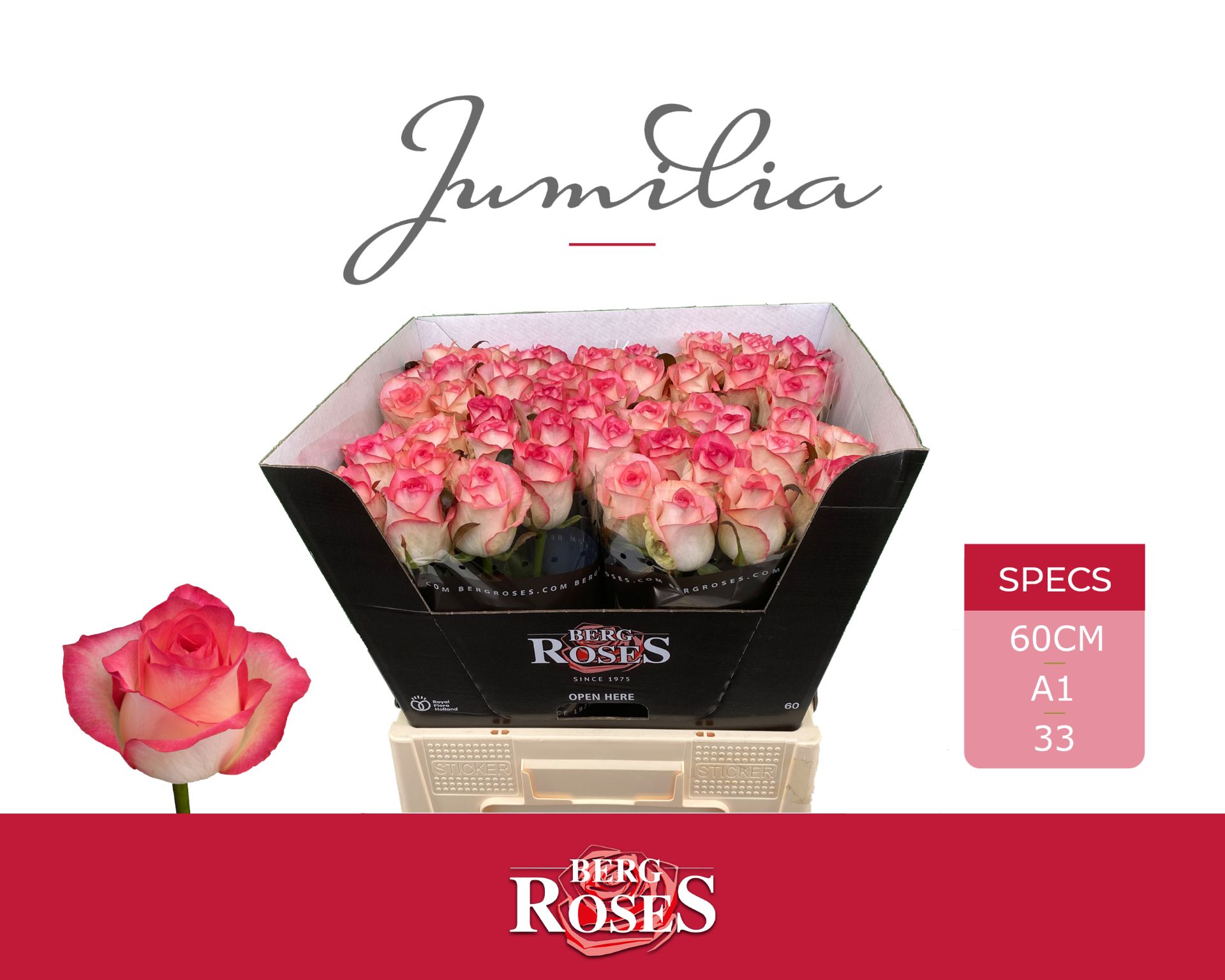 Роза од. Джумилия 60, шт.