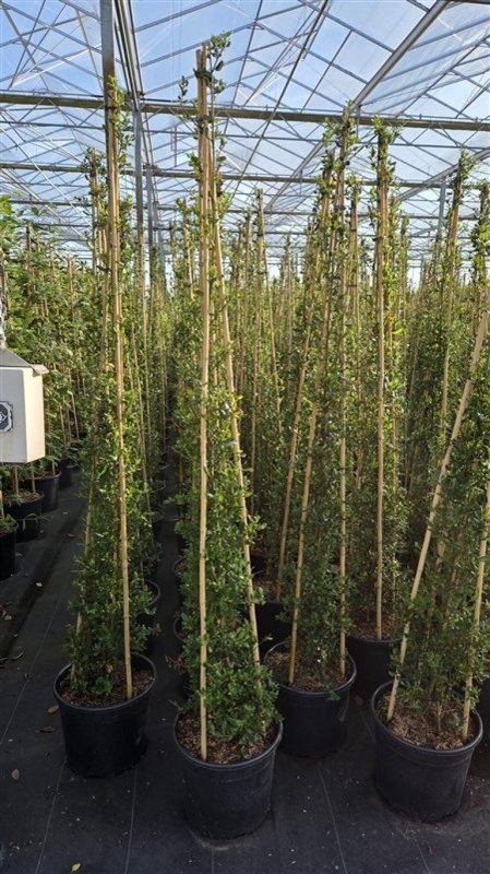 Ceanothus 'Skylark', D 40 cm