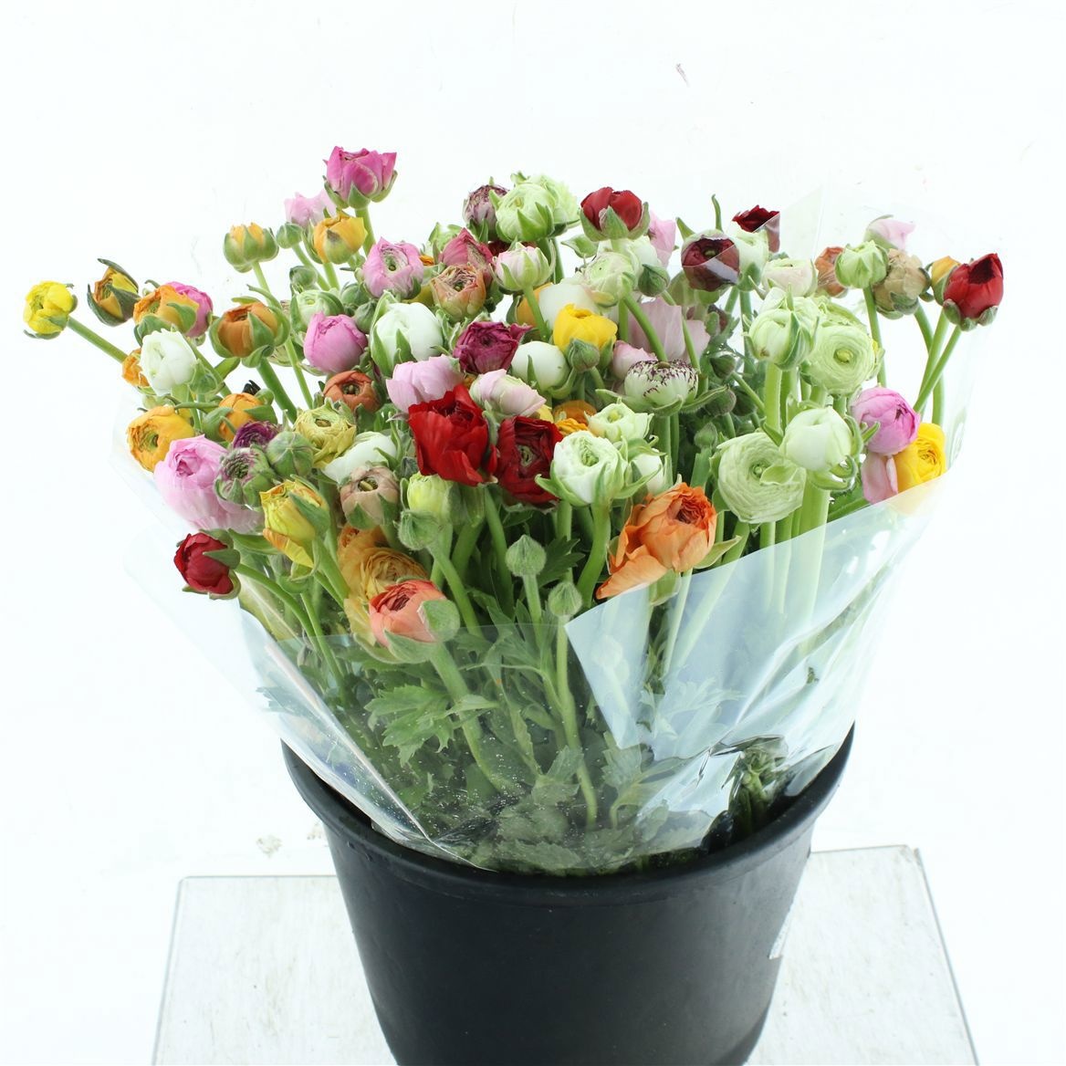 Ранункулус Микс в пачке 45, шт.