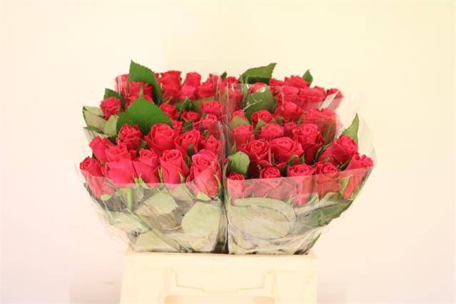 Роза од. Такази+ 40, шт.