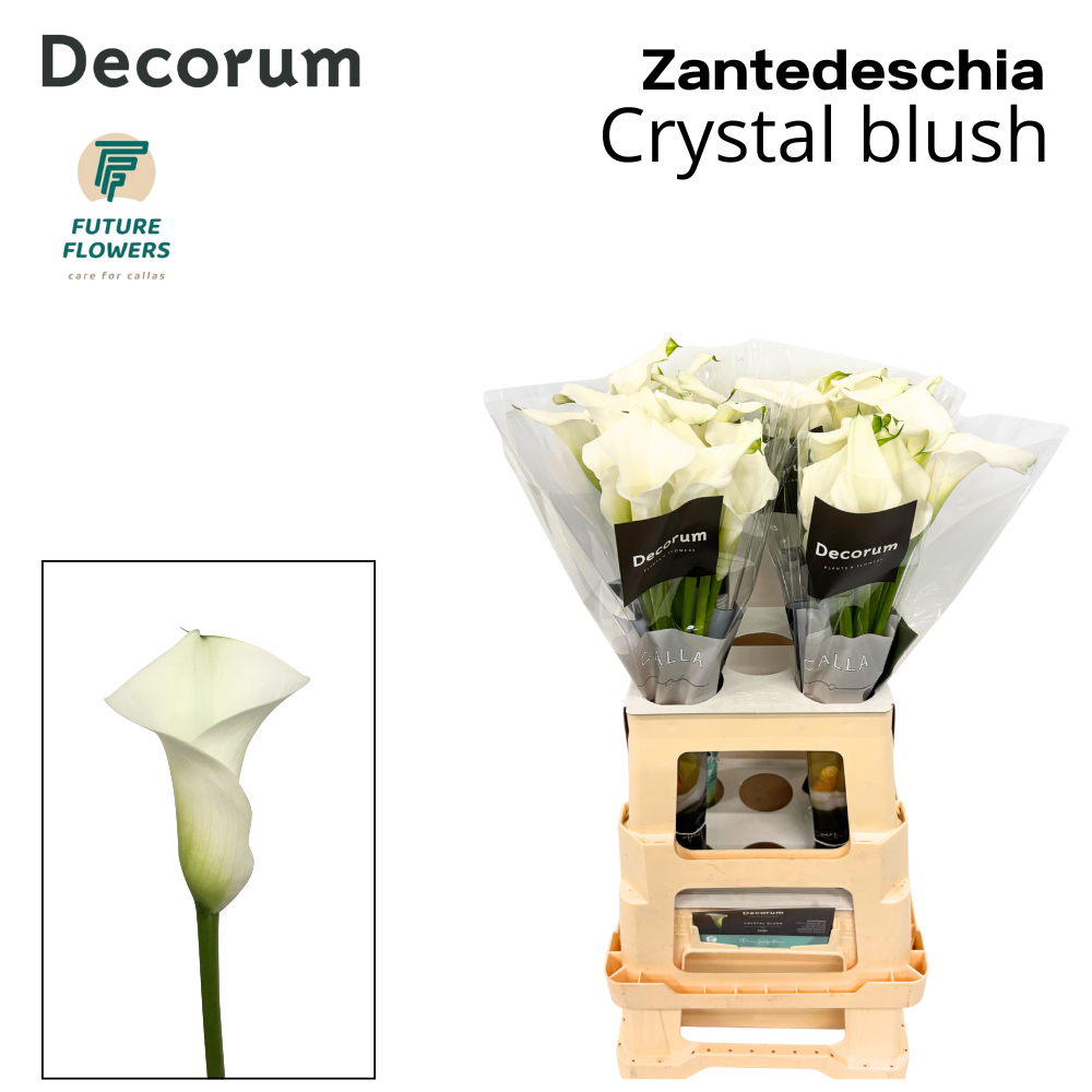 Калла Кристал Блаш 65 (бел.), шт.