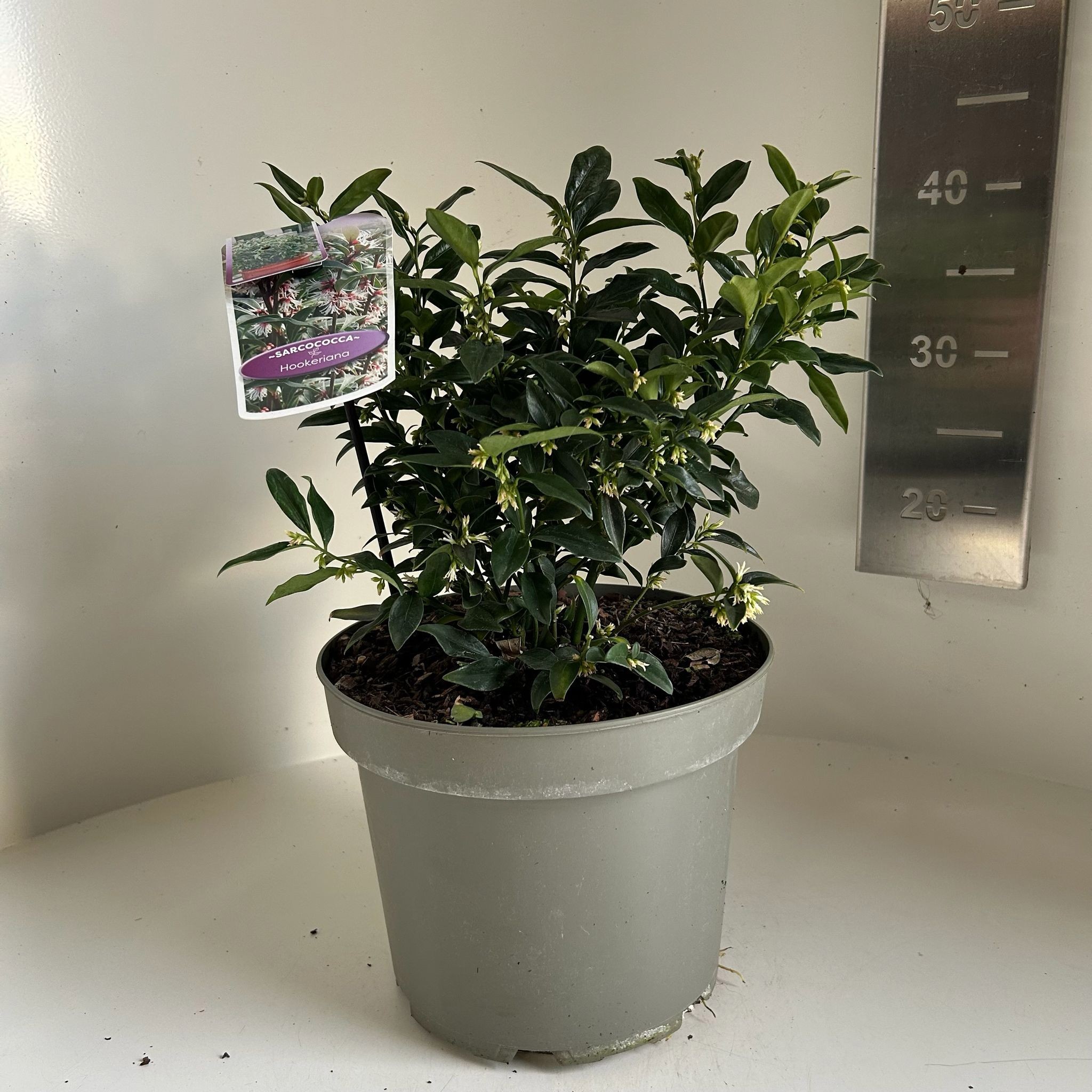Sarcococca hookeriana, D 23