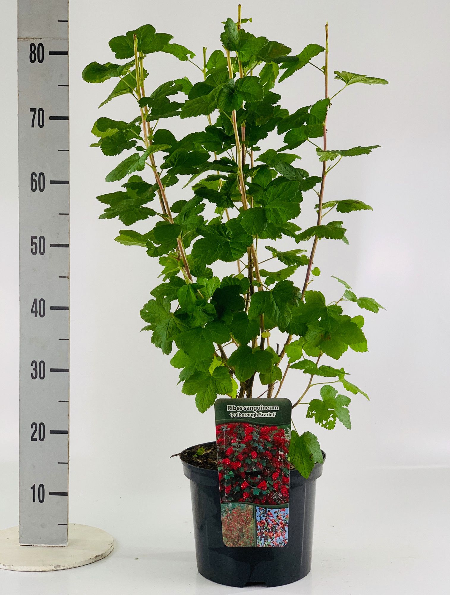 Ribes sang. 'Pulborough Scarlet', D 23 cm