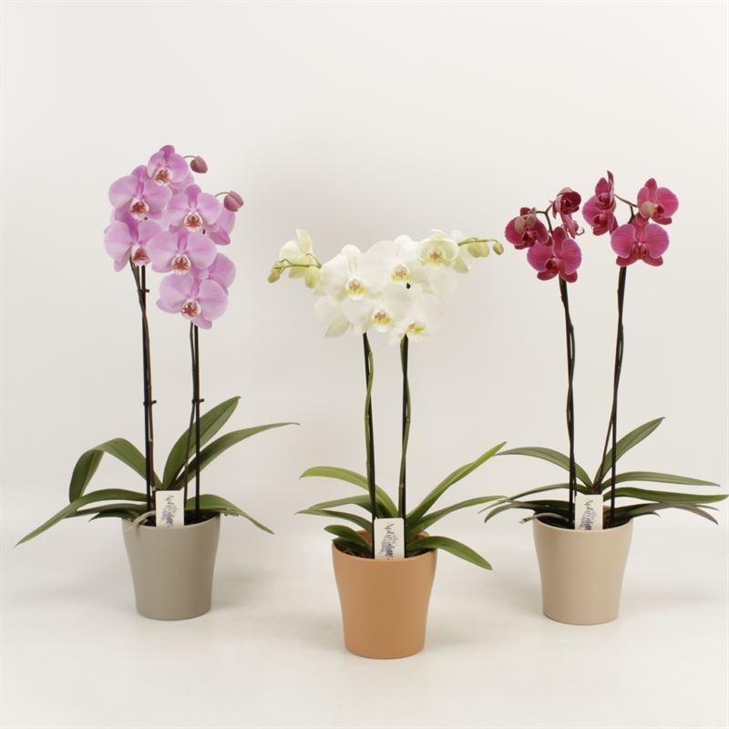 Phalaenopsis gemengd 2 tak gemengd in Rentree keramiek, D 12 cm