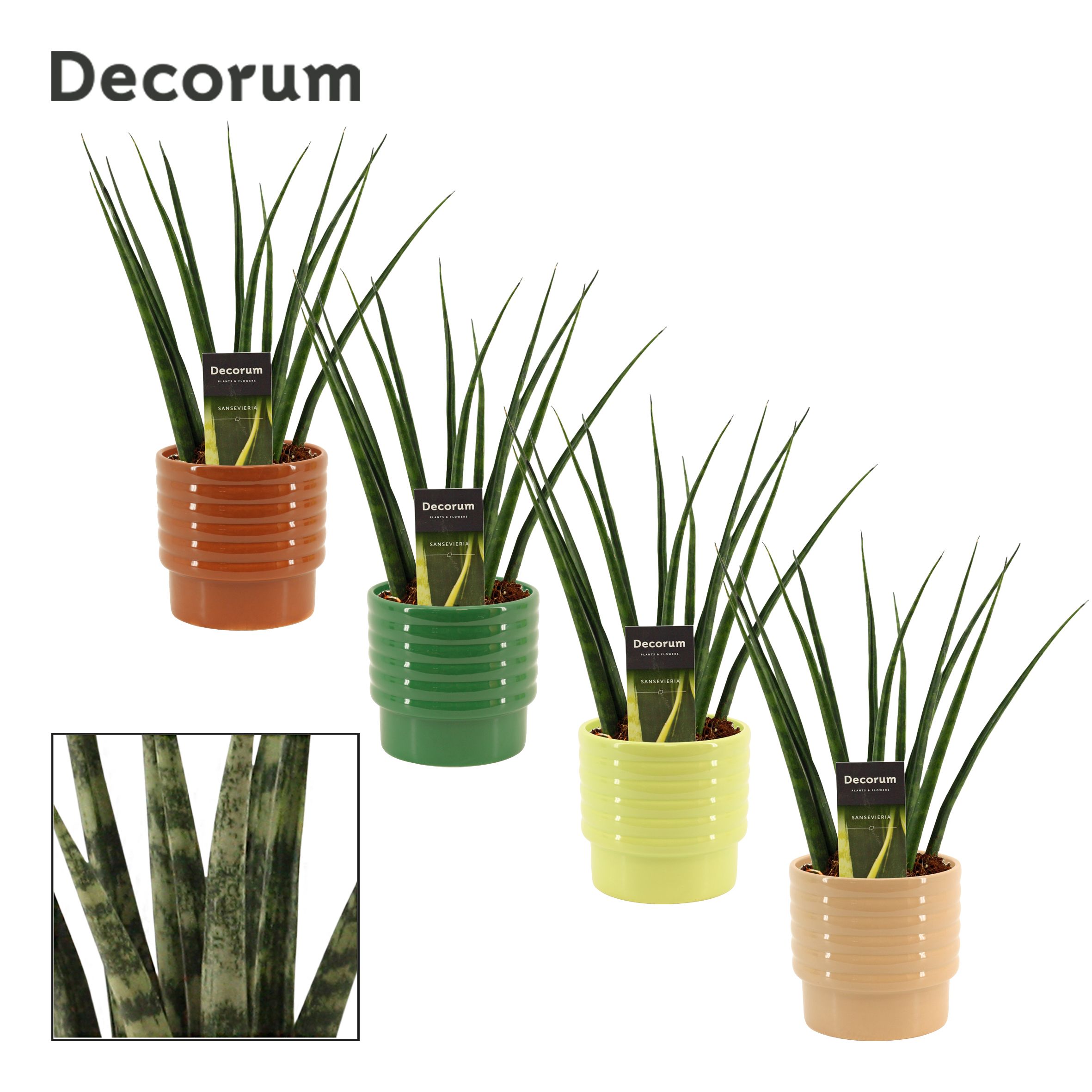 Sansevieria fernwood 12 cm in Naemi (Natural bubble-collection), D 12 cm Sansevieria fernwood 12 cm in Naemi (Natural bubble-collection), D 12 cm