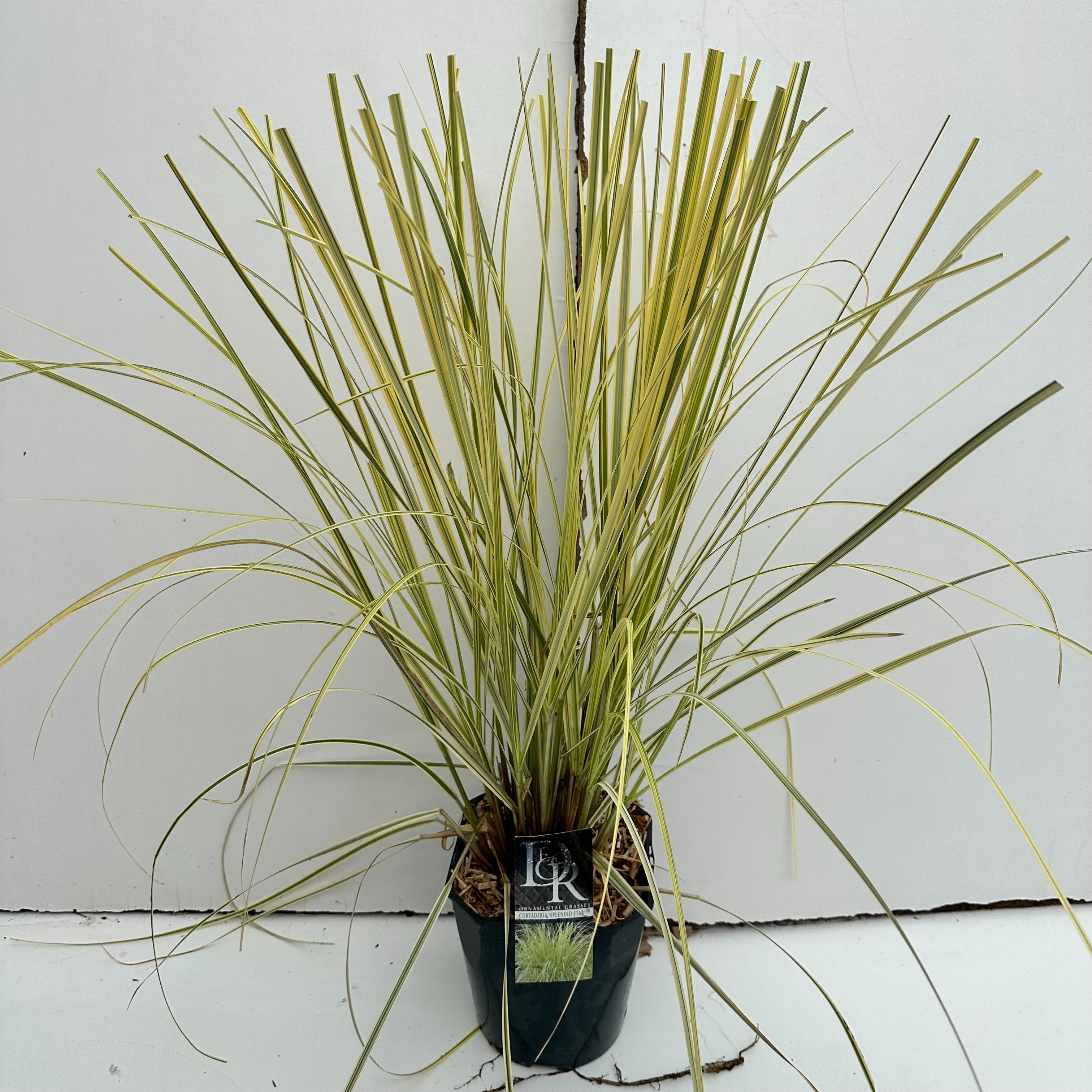 Cortaderia 'Splendid Star', D 23