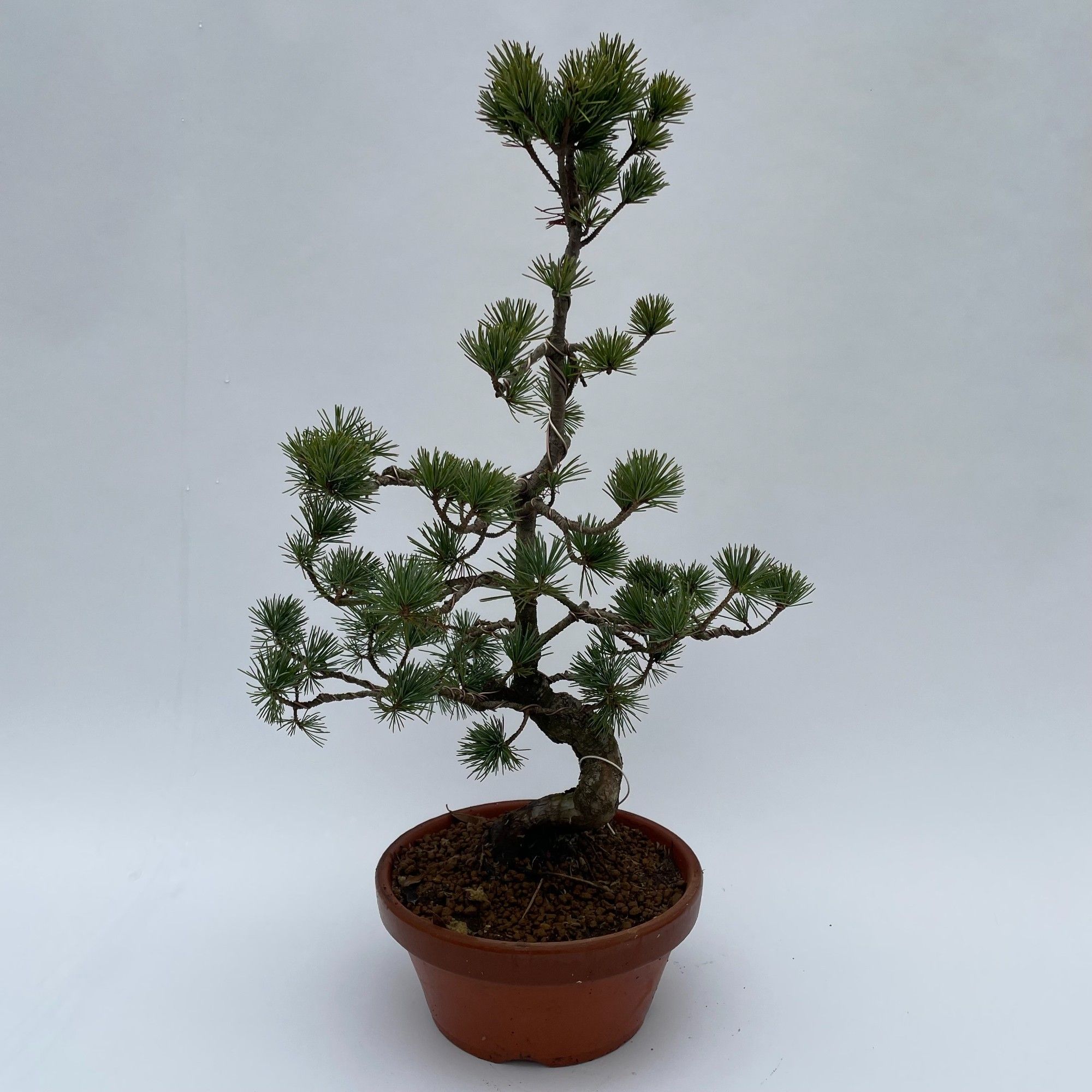 Pinus Parviflora Bonsai 'E8' 22 cm (herkomst: Japan), D 22