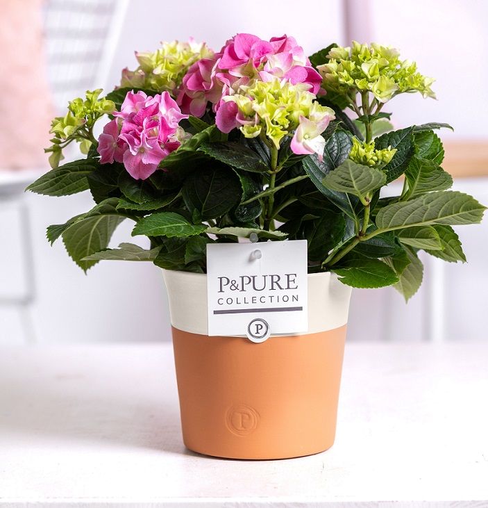 Hydrangea pink in P&PURE Terra Cotta 4 white, D 10