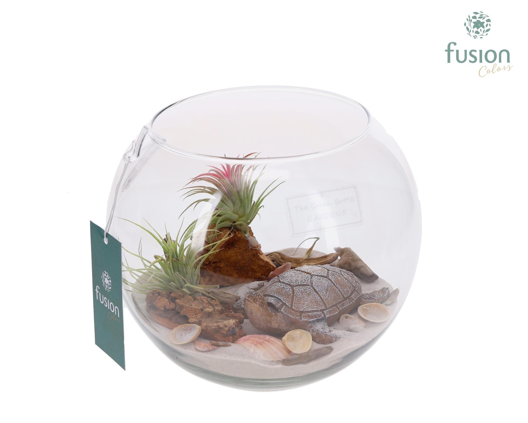 Glazen Vissenkom Maritiem met Tillandsia, D 18