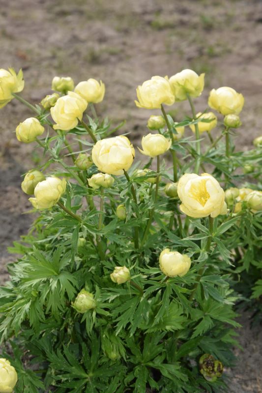Trollius Super Bowl, D 17