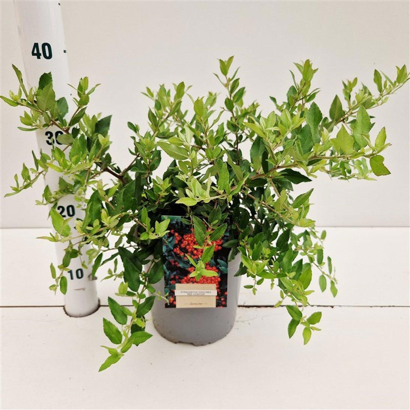Pyracantha 'Red Cushion', D 17 cm