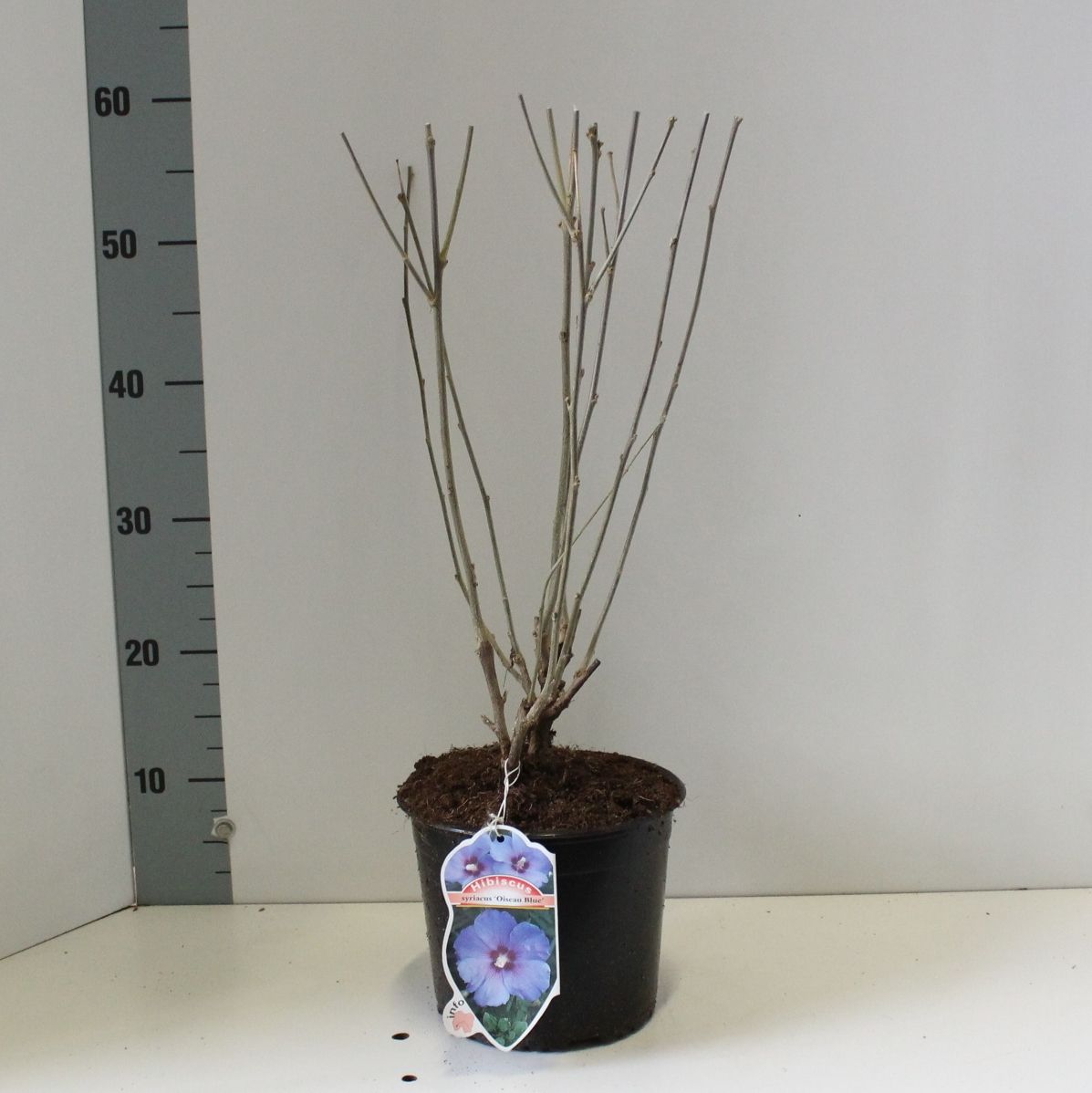 Hibiscus syr. 'Oiseau Bleu', D 19