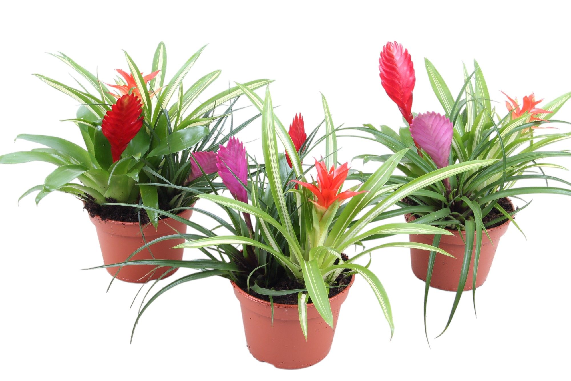 Toef 15cm Bromini mix, D 15