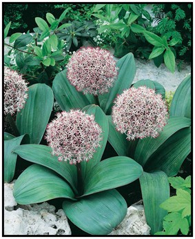 TULIPA SAXATILIS, D 9