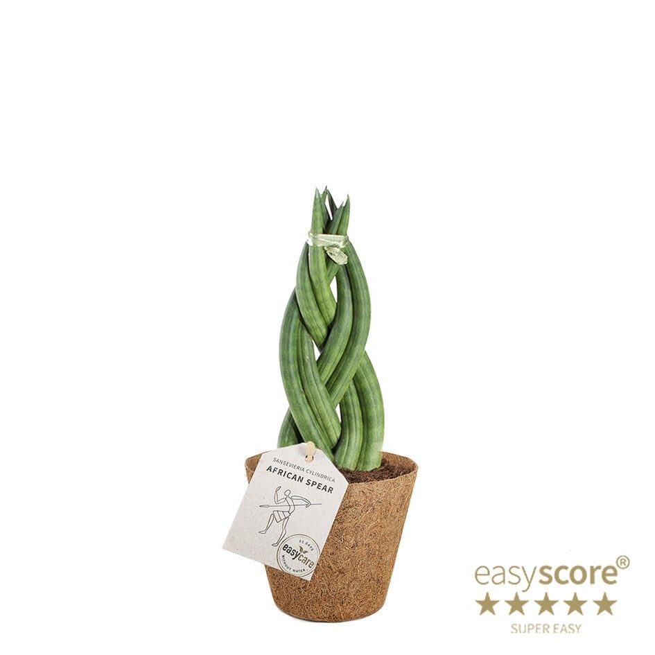 Sansevieria cylindrica ´Braid´ - COCOZ, D 9