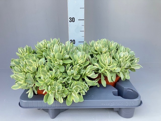 Crassula swaziensis variegata 15 cm x 2, D 15