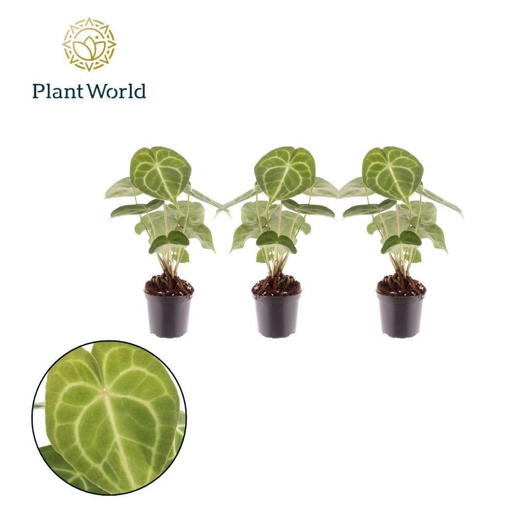 Anthurium Clarinervium 7cm, D 7