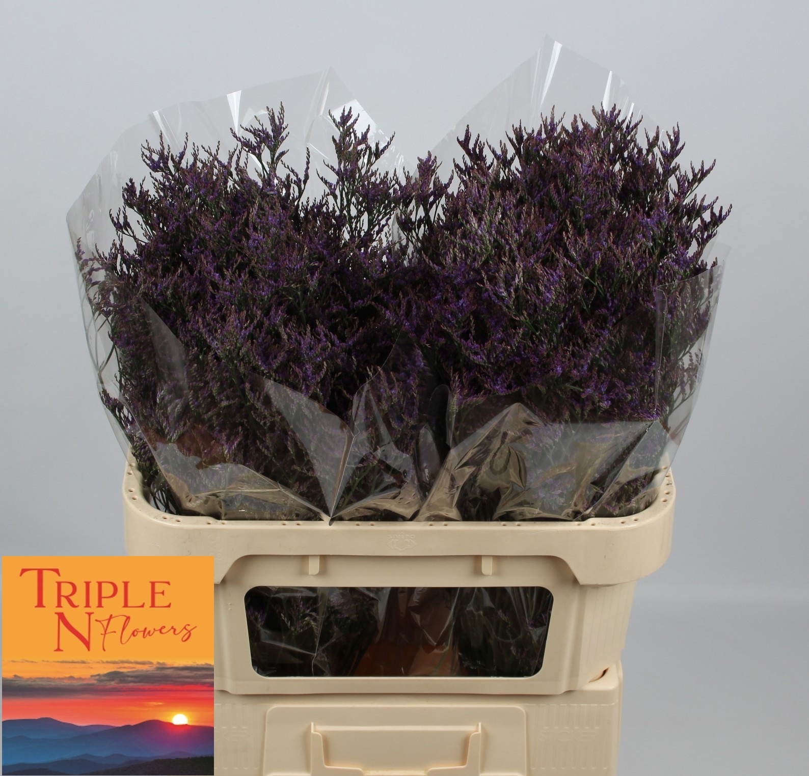 Лимониум Сафора Дарк Блю 70, шт.