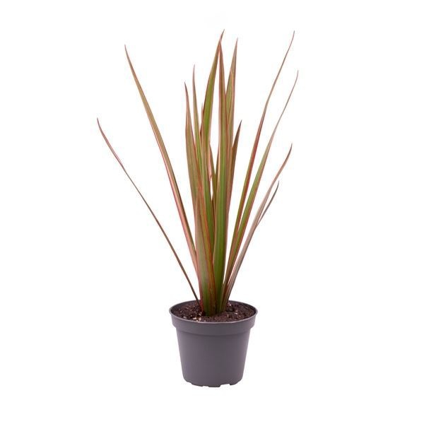 Dracaena Bicolor Top, D 6 cm