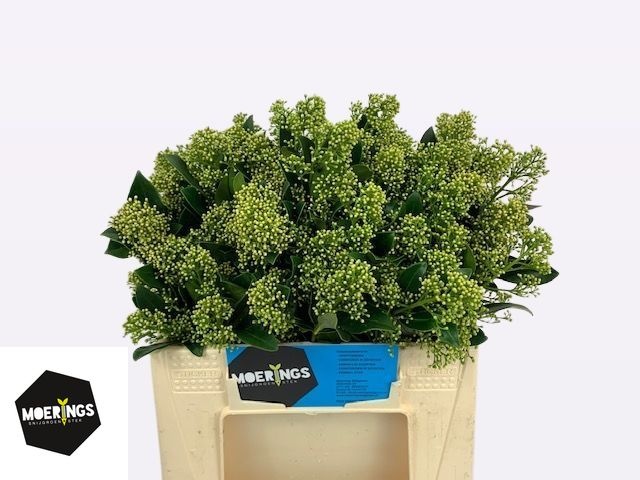 Скимия Юки за пучок 30, пуч.