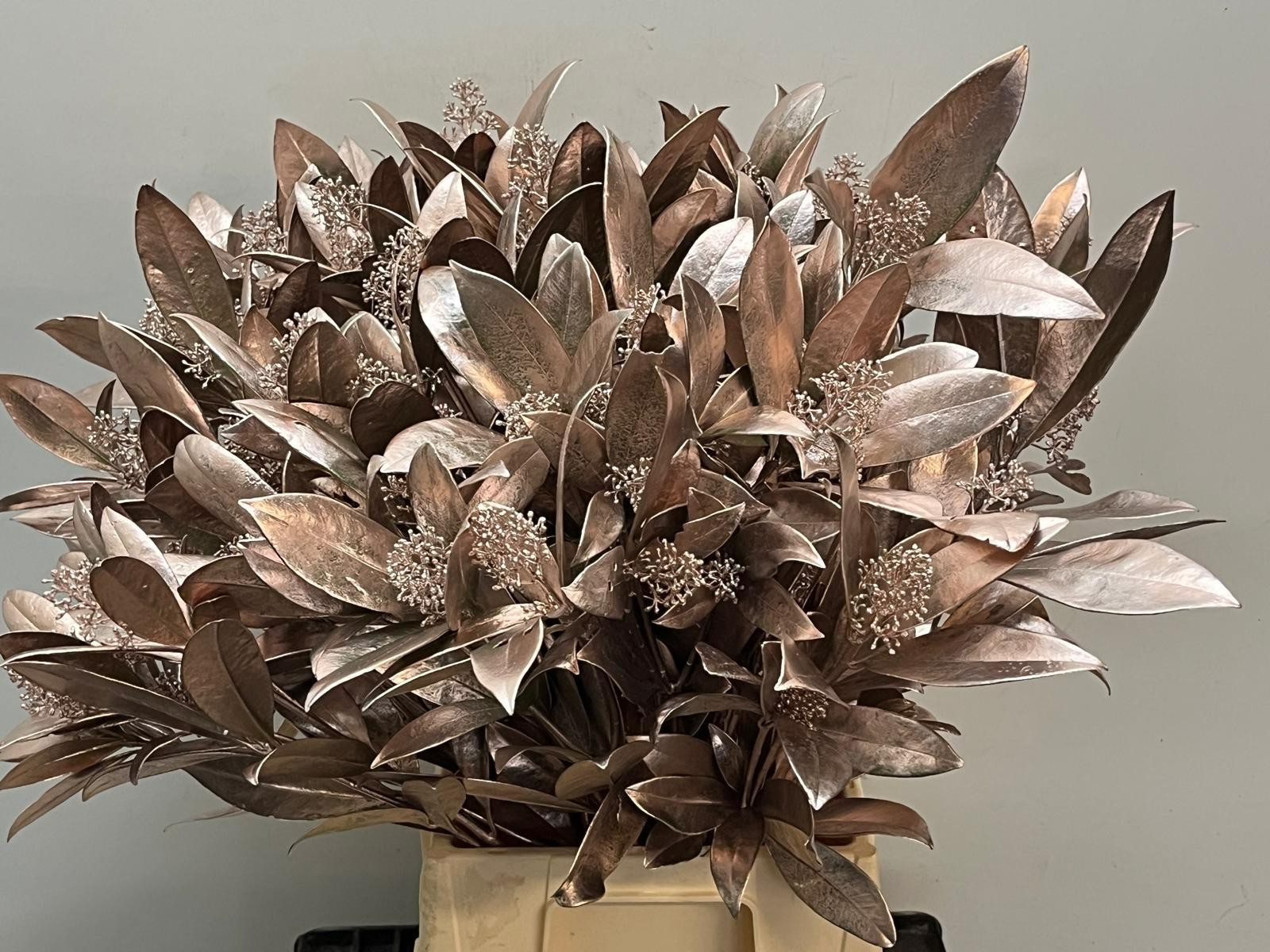 Скимия Овериг крашеный за пучок (краш. ) 40, пуч.