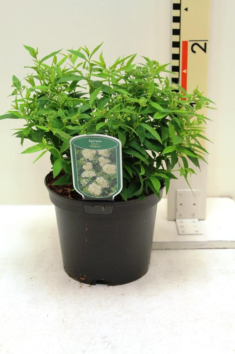 Spiraea jap. 'Albiflora', D 19 cm