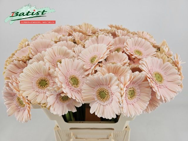 Гермини Али-нор, шт.