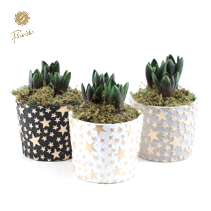 (3620) Hyacint Golden Stars [L] 3PP, D 13 cm