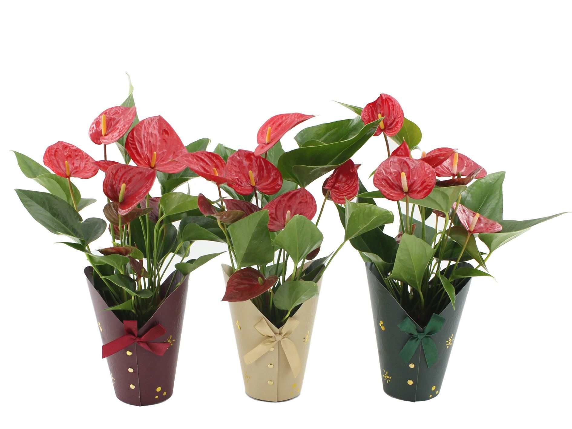 Anthurium 12 cm Diamond Red in Gloria cup, D 12