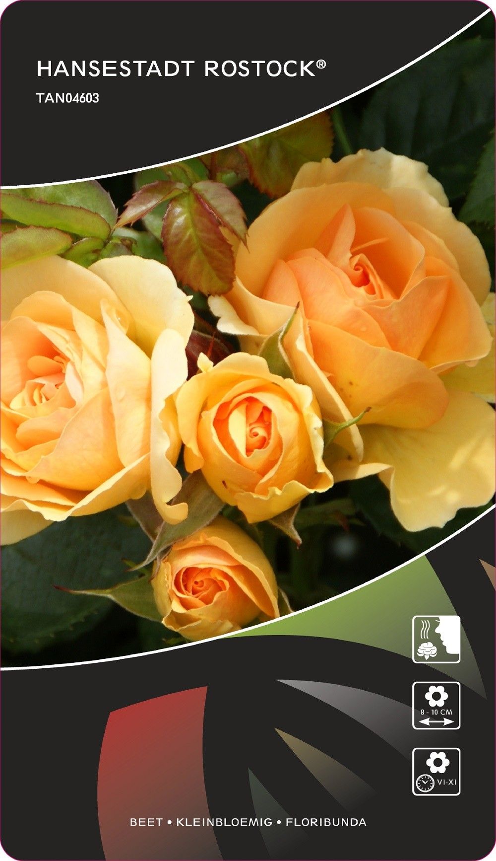 Rosa (F) Hansestadt Rostock® Stam 90, D 26