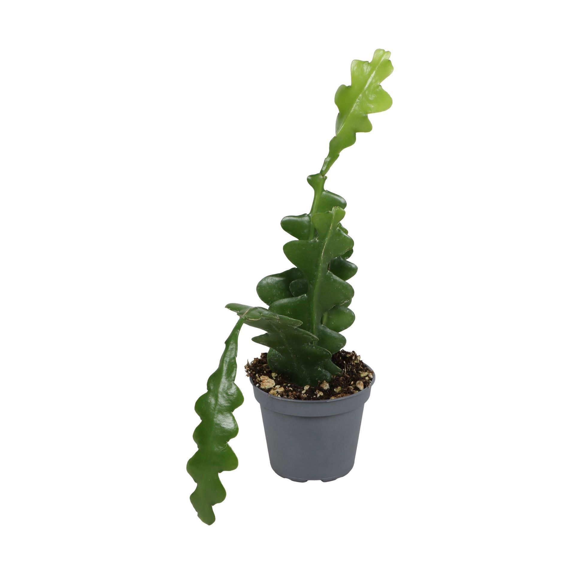 Epiphyllum Fishbone 6 cm, D 6