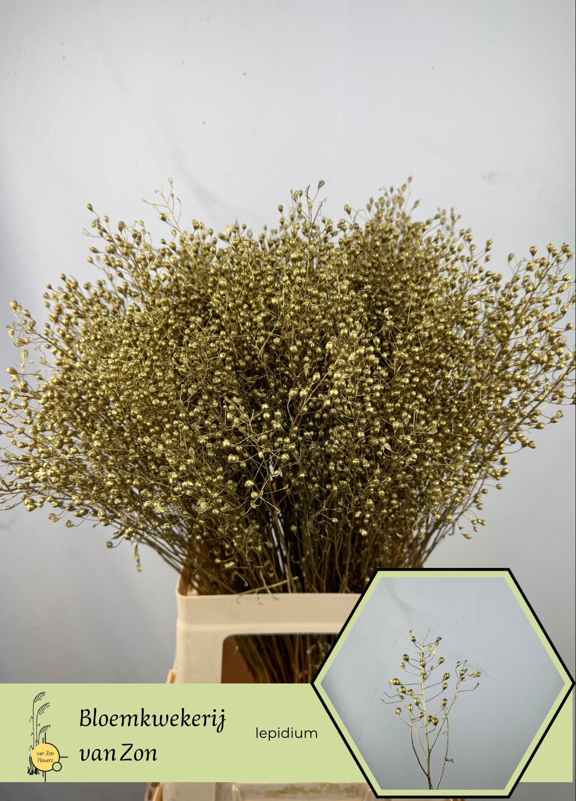 Тласпи Овериг Крашеный (краш. ) 70, шт.