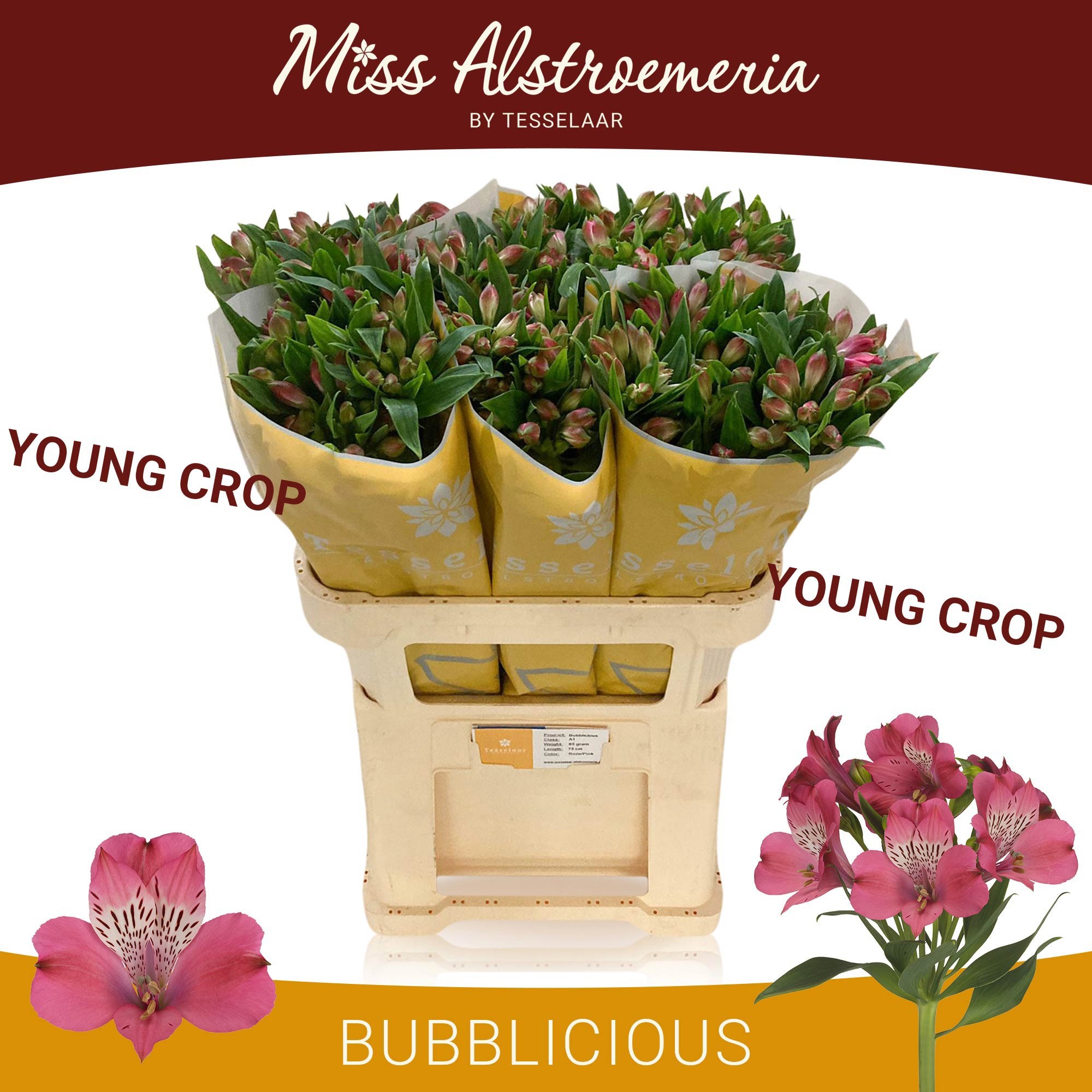 Альстромерия Баблишес (роз.), шт.