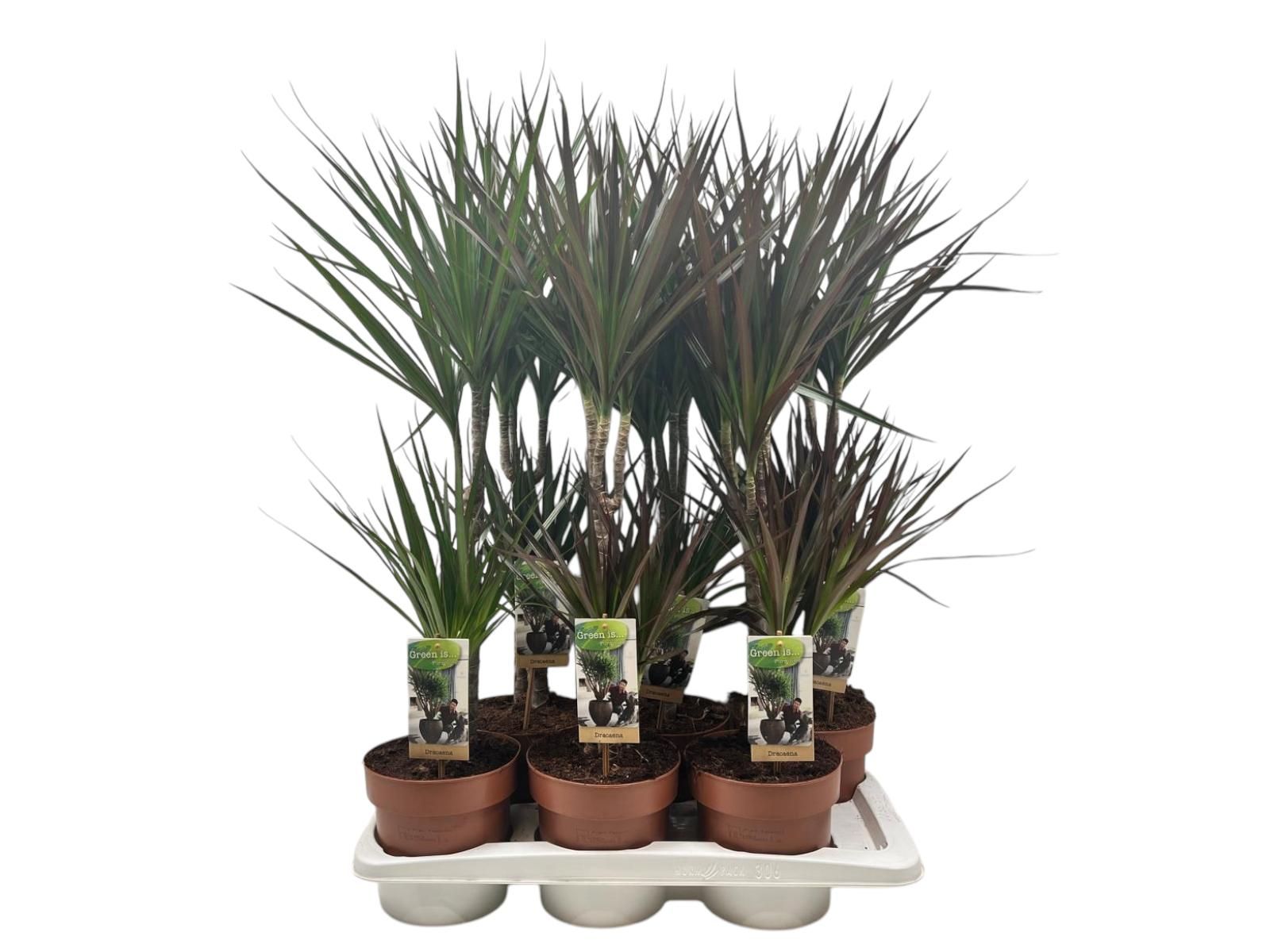Dracaena 30-15 mixtray (2-soort), D 17