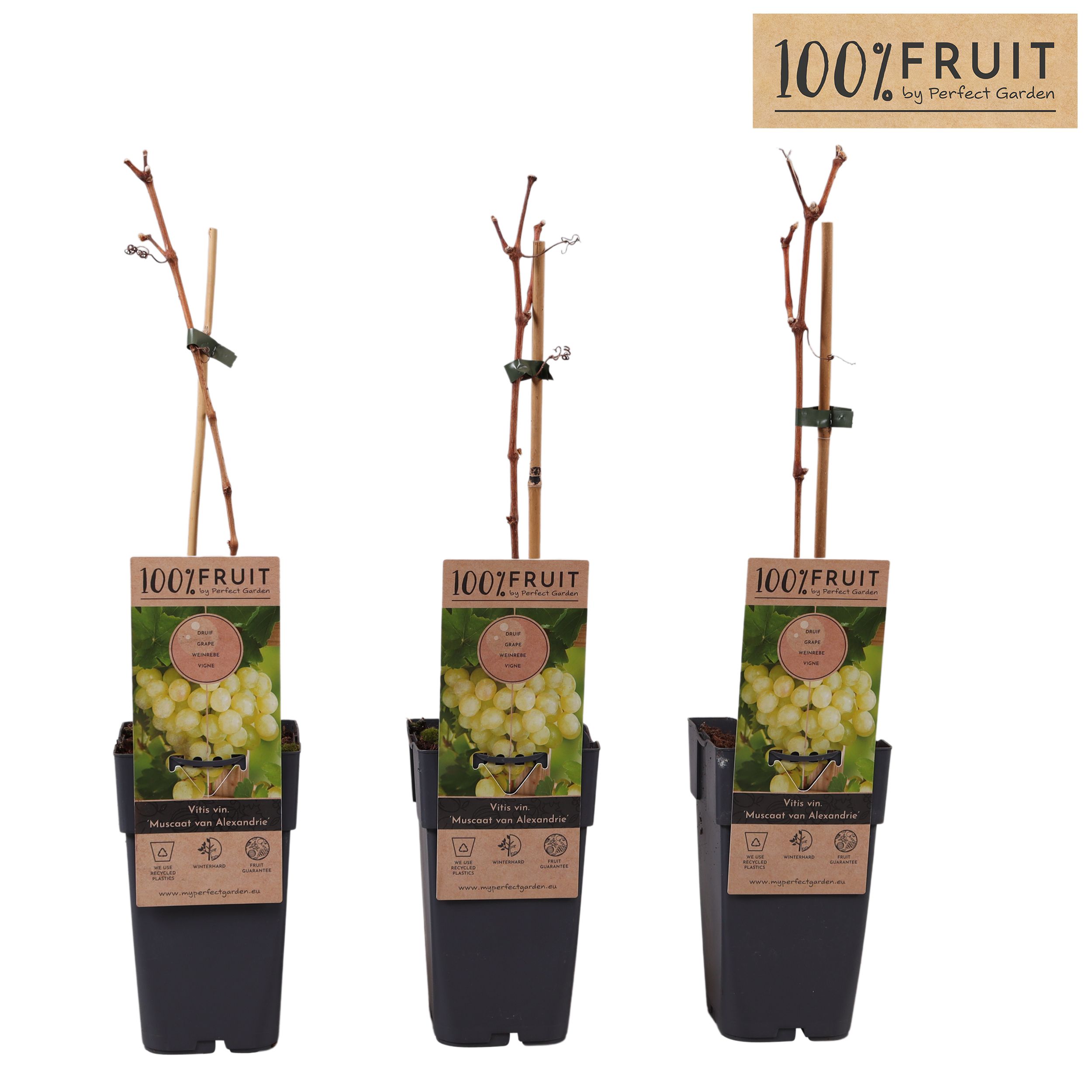 Vitis Muscat of Alexandria P15, D 15