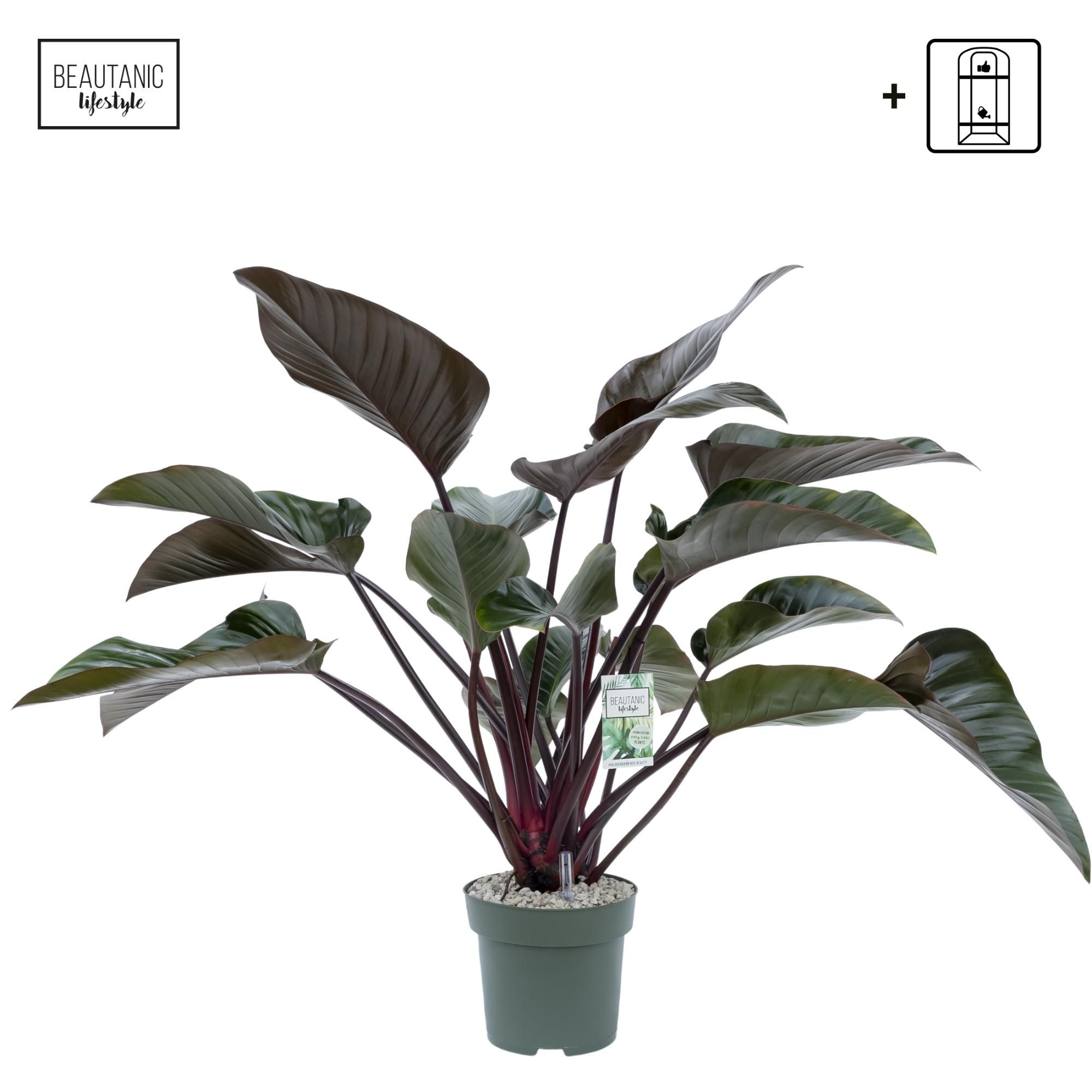 Philodendron Red Beauty, D 27