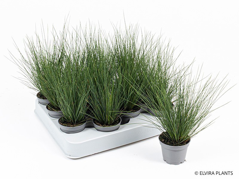 FESTUCA AMETHYSTINA, D 11 cm